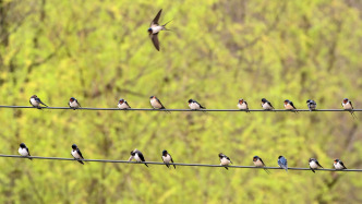 燕子迷失在季節(jié)里