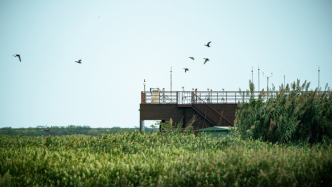 濕地保護(hù)率達(dá)60.73%，上海崇明如何建設(shè)世界級生態(tài)島？