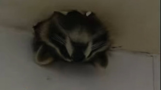 小浣熊溜進店鋪被困天花板，被消防員“投餌”捉住