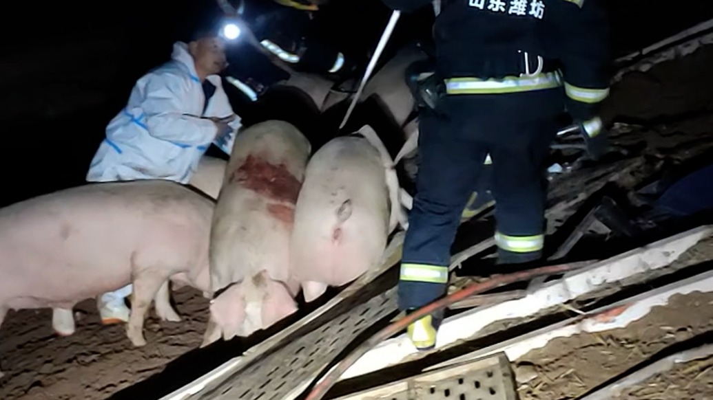货车侧翻85头“二师兄”集体“越狱”,消防联动多部门上演“追猪记”
