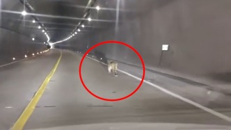 網(wǎng)友稱琿春市一隧道驚現(xiàn)東北豹？當?shù)亓謽I(yè)局：生態(tài)好轉(zhuǎn)，提醒市民若遇到注意避讓