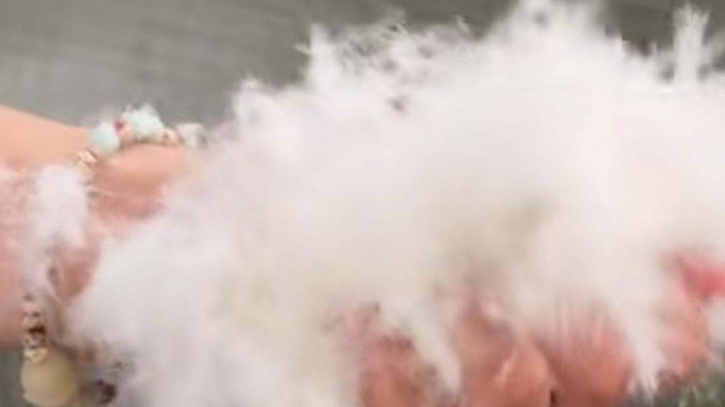 羽絨價(jià)格暴漲，從業(yè)者：1噸鴨絨從17萬(wàn)元漲到58萬(wàn)元