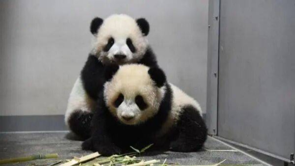 日本馬上要沒有大熊貓了！最后兩只旅日大熊貓即將回國