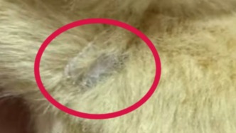 男子買到瑕疵Labubu遭遇退換難，法院判了