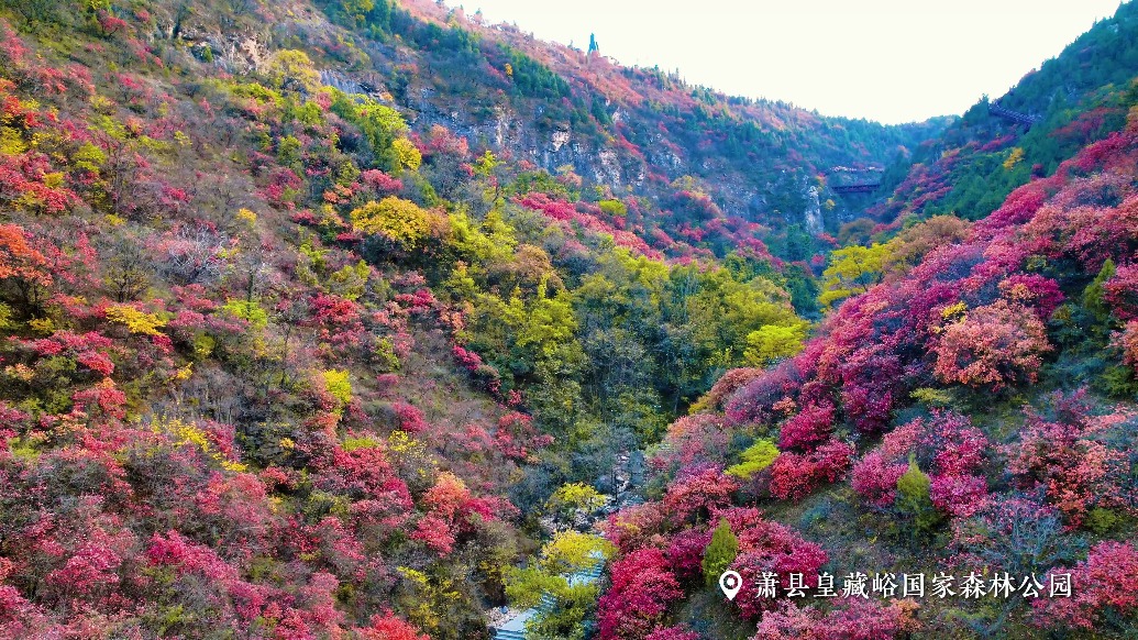 宿州萧县皇藏峪“调色盘”被打翻,初冬“枫景”美如画