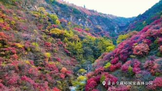宿州萧县皇藏峪“调色盘”被打翻，初冬“枫景”美如画