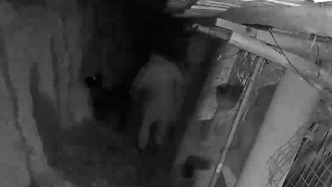 麻友變盜友？三人牌桌上臨時(shí)起意去偷羊，剛得手就被警方逮個(gè)正著