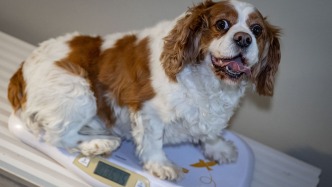 和人类一样，慢性病正在动物中蔓延