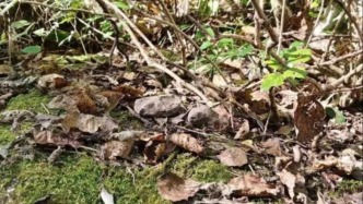 大理五部門(mén)發(fā)文禁止盜采蒼山大理石后，蒼山“收回”兩塊石頭以及一封道歉信