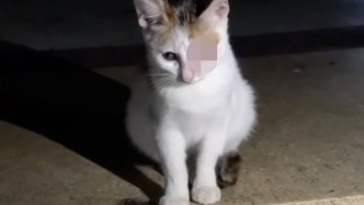 東莞一公園內(nèi)40多只流浪貓被打瞎虐癱？園方：在配合警方調(diào)查