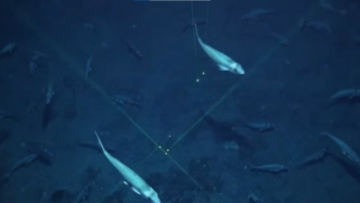 从两次探索窥见捕鱼的奥秘