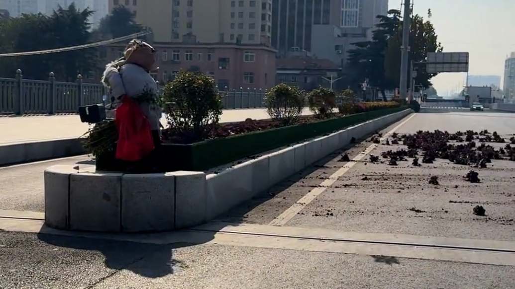 青島即墨區(qū)通報“綠化帶種羽衣甘藍(lán)被破壞”:現(xiàn)場已恢復(fù),有關(guān)部門正調(diào)查