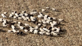 農(nóng)牧互補(bǔ)！牧民冬季借農(nóng)民秸稈地為越冬牲畜“加餐”