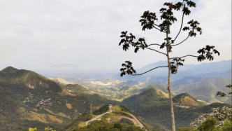 包茂红｜巴西历史上的出口繁荣与资源诅咒