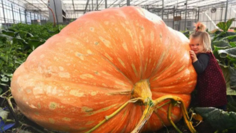 为何南瓜能长成“巨无霸”，而蓝莓却不能？