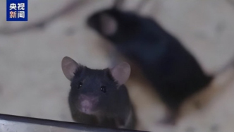 神舟小鼠一小步，中國航天一大步！官方：五年內(nèi)登月不動搖