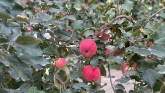 调研｜在新疆产业链上游，保险如何成为风险治理的“前置力量”