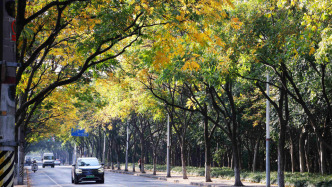 又是一年深秋浪漫，申城44条“落叶不扫景观道”将陆续上线