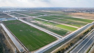 昔日“農(nóng)田荒漠”變身“齊魯糧倉”，山東鹽堿地治理有妙招