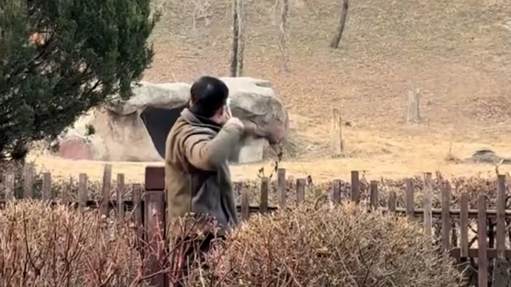男子用彈弓射老虎？沈陽森林動物園：泥彈未打到動物，系日常管護的通用做法