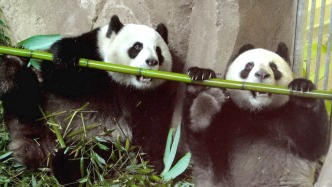 城事｜旅法大熊猫“欢欢”“圆仔”提前回国，享受元首级礼遇