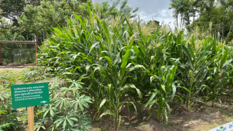 COP30聚焦農(nóng)業(yè)與氣候適應(yīng)：從亞馬孫到全球小農(nóng)的韌性之戰(zhàn)