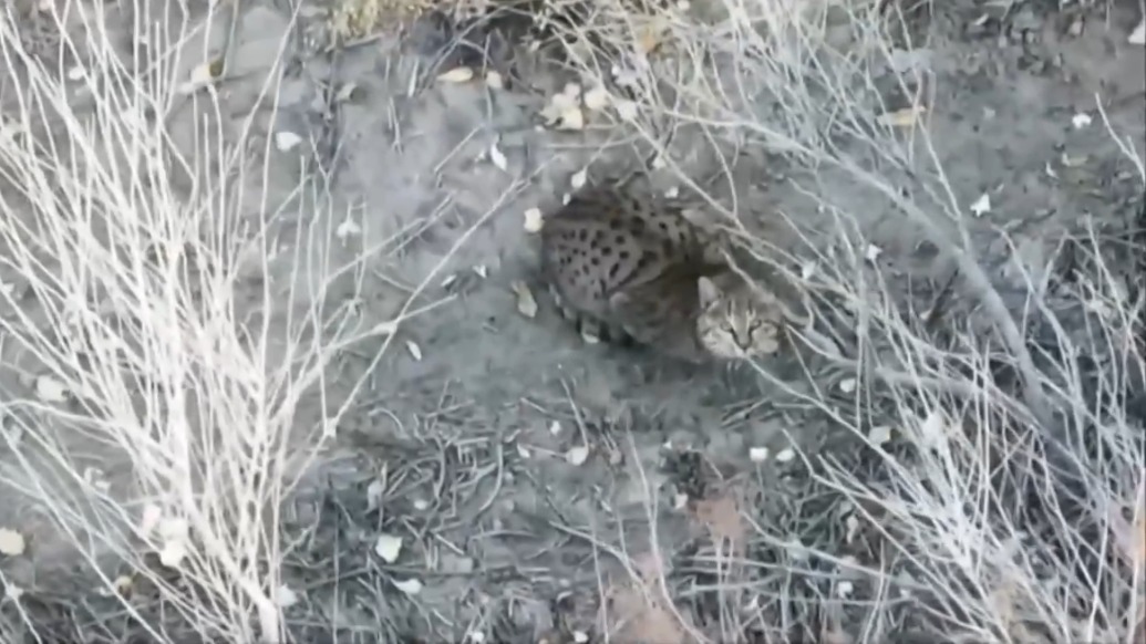 胡杨林里的“神秘访客”！新疆轮台县首次拍到草原斑猫珍贵影像
