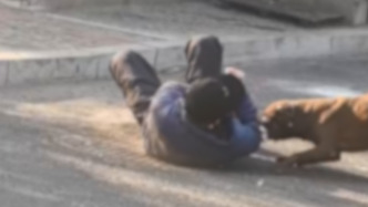 佳木斯57歲老人遭沙皮犬撲咬倒地，社區(qū)：他擅自拽開圈養(yǎng)門