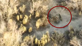 胡杨林来了“神秘访客”——塔里木胡杨林首现草原斑猫