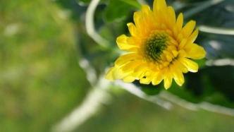 著名建筑师巫振英之女巫漪云逝世，曾翻译《看得见风景的房间》