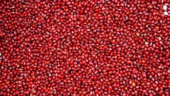 我國科學(xué)家破解紅小豆關(guān)鍵基因難題，育種邁入“精準(zhǔn)時(shí)代”