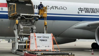 旅法大熊猫“欢欢”“圆仔”被接返回国，其双胞胎幼崽将继续留法