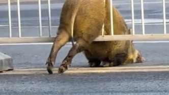 南京鬧市野豬卡護(hù)欄，交警消防解救后抬上擔(dān)架送走