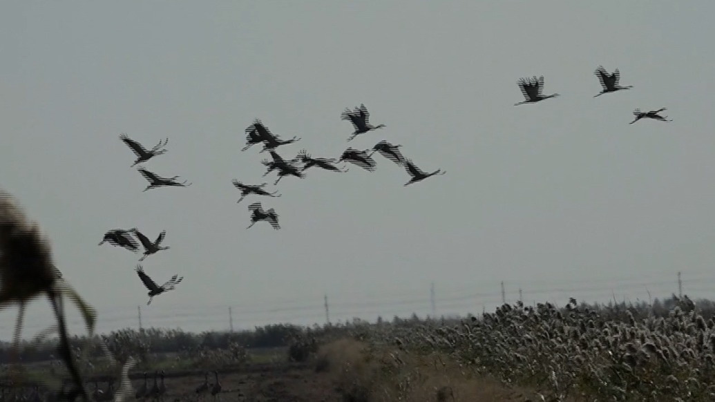 江蘇鹽城:大批灰鶴“組團(tuán)”來(lái)射陽(yáng)縣沿海越冬