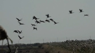 江蘇鹽城：大批灰鶴“組團”來射陽縣沿海越冬