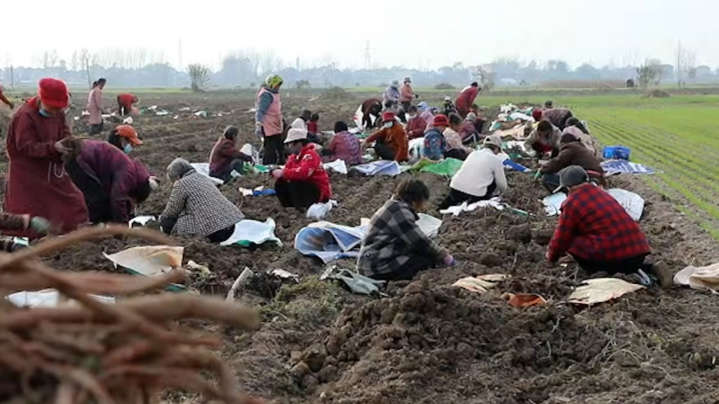 一株丹参，两头甜！大学毕业生创业种药材，留守老人“家门口”就业增收