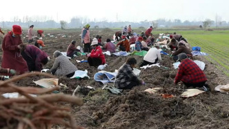 一株丹参，两头甜！大学毕业生创业种药材，留守老人“家门口”就业增收