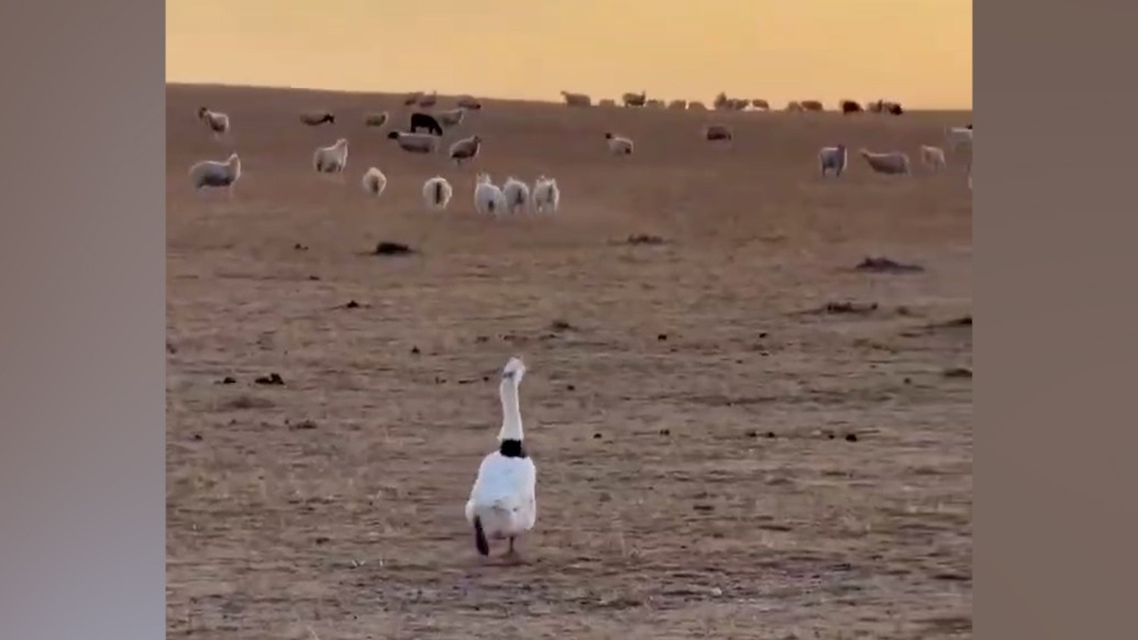 草原“牧羊鹅”上线,主人:它长期和羊群一起生活,会大叫示警
