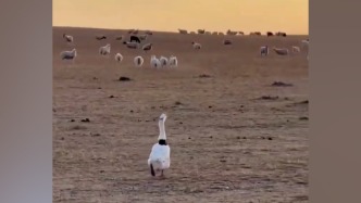 草原“牧羊鵝”上線，主人：它長期和羊群一起生活，會大叫示警