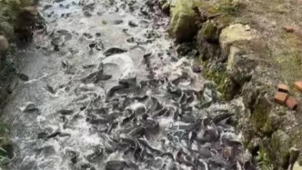 都江堰通報(bào)紫坪鋪水庫私自放生事件：物種為八須鲇，將依法嚴(yán)處