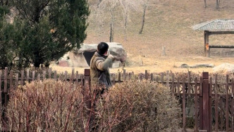 饲养员用弹弓射东北虎? 园方：是提醒回笼，没伤虎