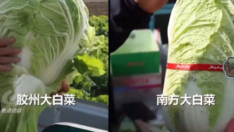 焦点访谈丨单棵售价超百元，起底“套牌白菜”背后的销售套路