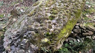 滬六合作：小小“仙草”何以撬動大產(chǎn)業(yè)