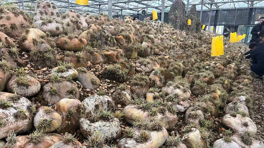 從瀕危保護(hù)到70億富民產(chǎn)業(yè)，滬六攜手護(hù)“仙草”