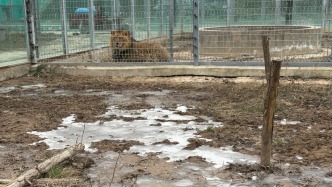 延安一动物园围墙倒塌遭水漫数月：笼舍泡水后结冰，狮熊等过冬遇困