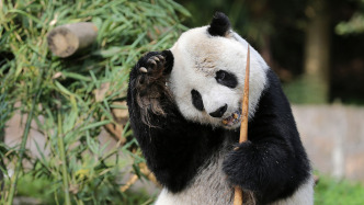 33歲大熊貓“高高”去世，曾旅美15年
