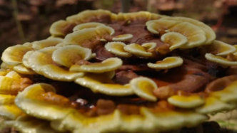 靠一朵“仙草”，这个皖南小县年产值破5个亿