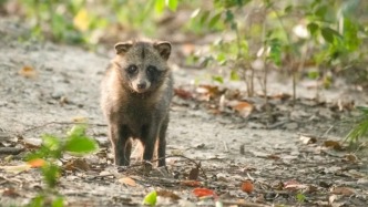貉“進(jìn)城”這些年：從沖突到共處，野生鄰居與小區(qū)居民都有了改變
