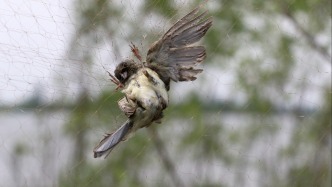 十部門：加強(qiáng)生態(tài)警務(wù)機(jī)制建設(shè)，嚴(yán)打破壞野生動(dòng)植物資源等犯罪