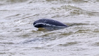 海南博鰲舉辦亞洲公益論壇，多項中國生物多樣性保護成果亮相